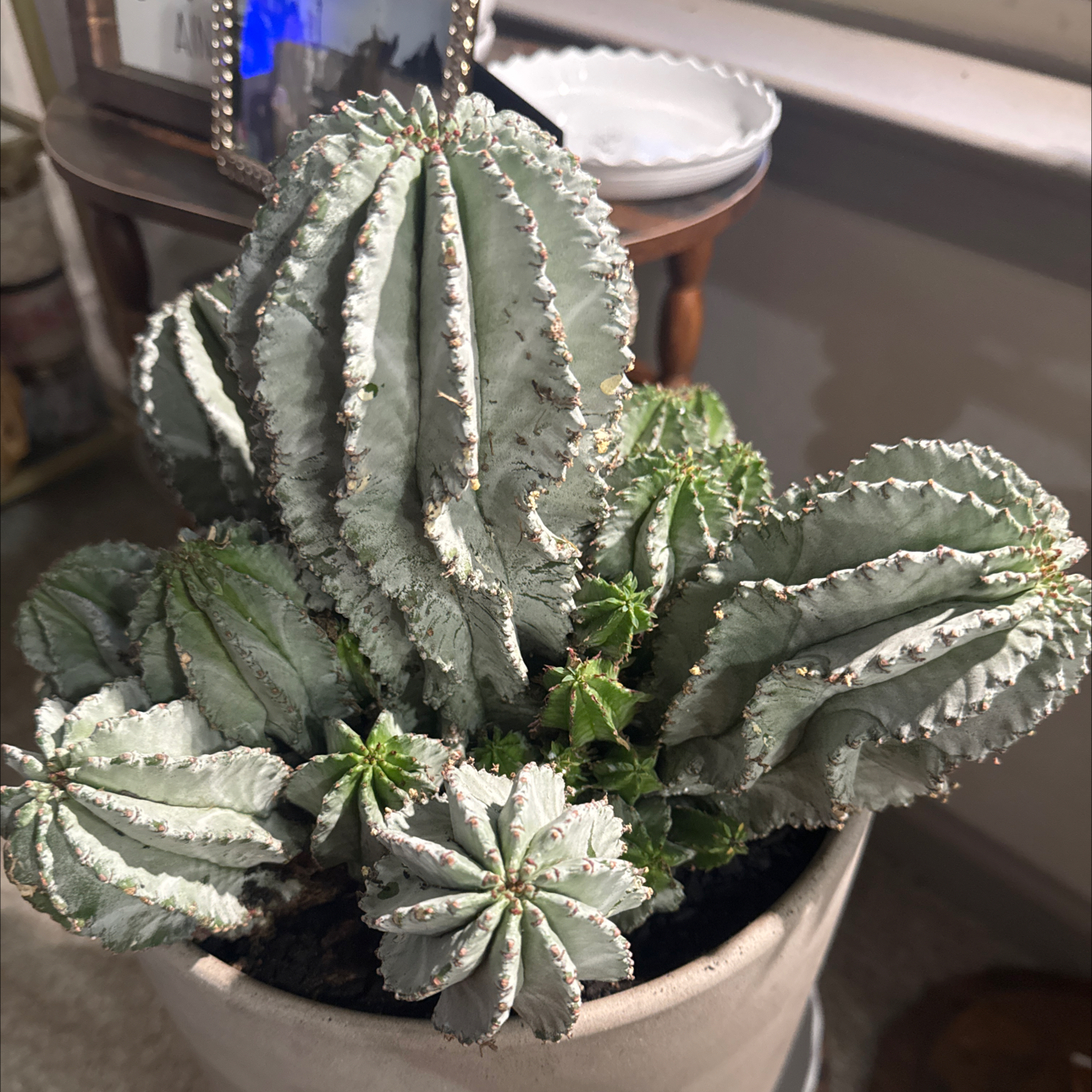 Photo of the plant species Snowflake Euphorbia by @PearlPlants named Khalil 🤍 on Greg, the plant care app