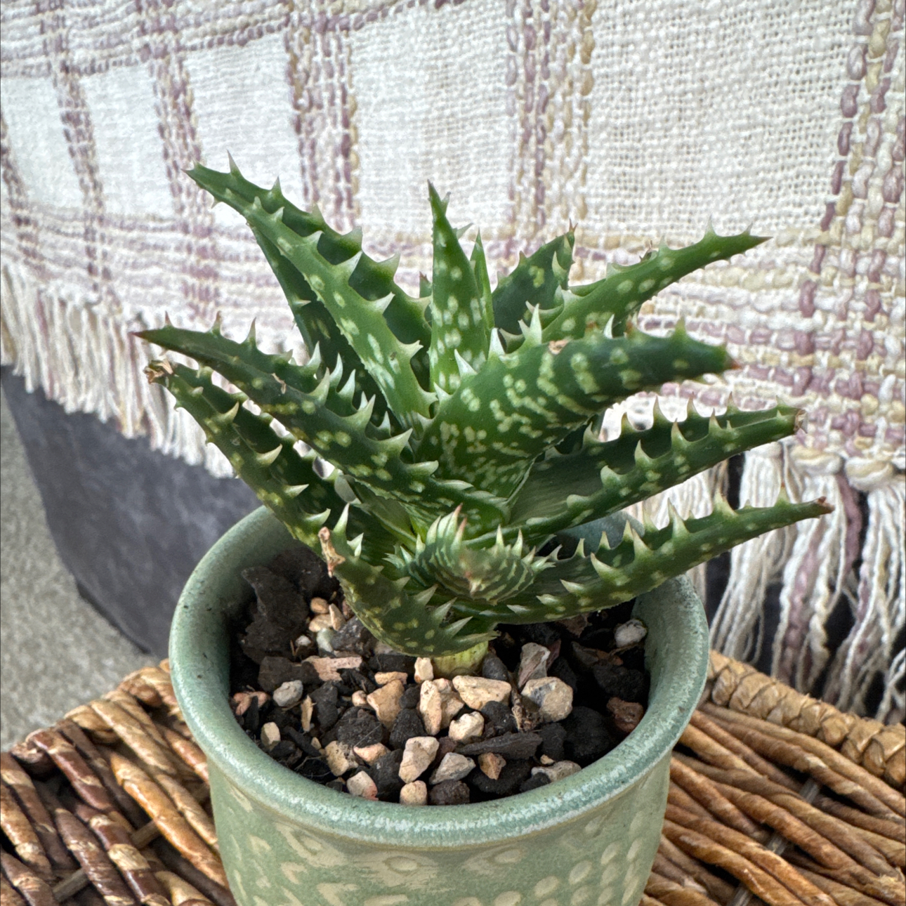 Photo of the plant species Aloe 'Minnie Belle' by @PearlPlants named Naz 🐺 on Greg, the plant care app