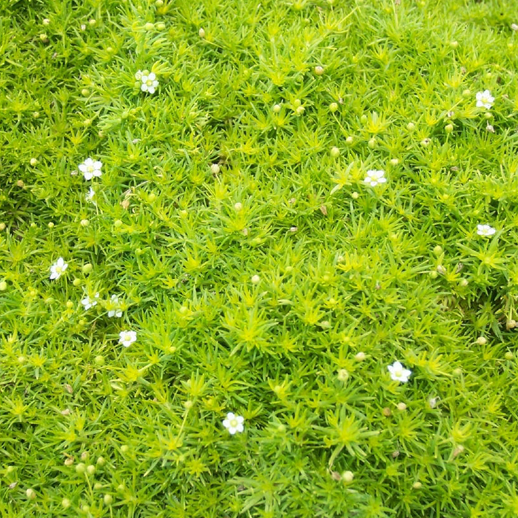 Plant care for Bamboo Orchid on Greg, the plant care app