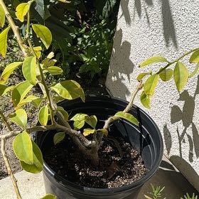 Photo of the plant species Catclaw Vine by @ManlyPandaficus named Baesil on Greg, the plant care app