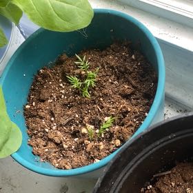 Photo of the plant species Jasmine tobacco by @LadyRhodora20 named ChloroPhil on Greg, the plant care app