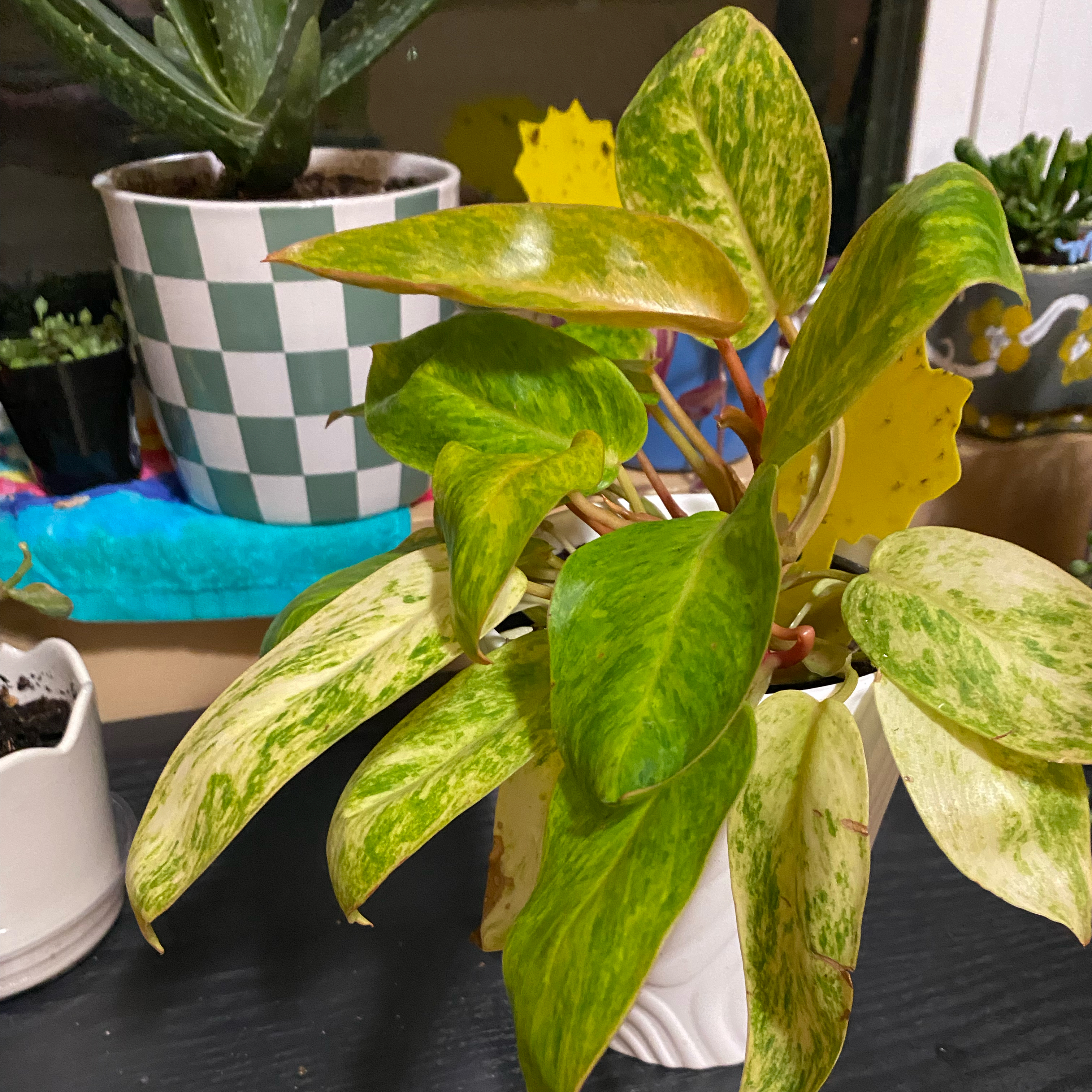 Planty