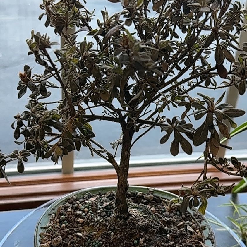 Photo of the plant species Azalea Bonsai by @PerfectKeylime named Leonardo on Greg, the plant care app
