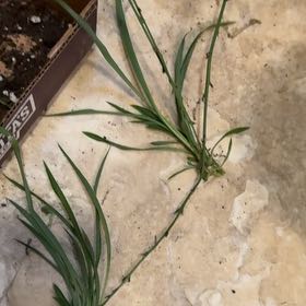 Photo of the plant species Solid Green Spider Plant by @LeadKaramu28 named Athena on Greg, the plant care app