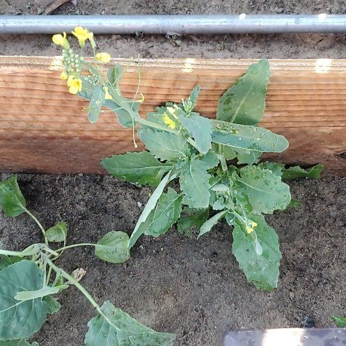 Photo of the plant species Rutabaga by @FitSnowpeas27 named Zion on Greg, the plant care app