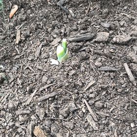 Photo of the plant species Snowdrop by @AceLimabean75 named Demi on Greg, the plant care app