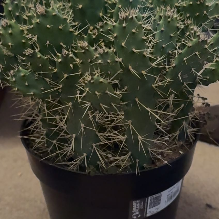 Photo of the plant species Consolea 'Slim Spiny' by @SwellBlackgrass named Slim on Greg, the plant care app