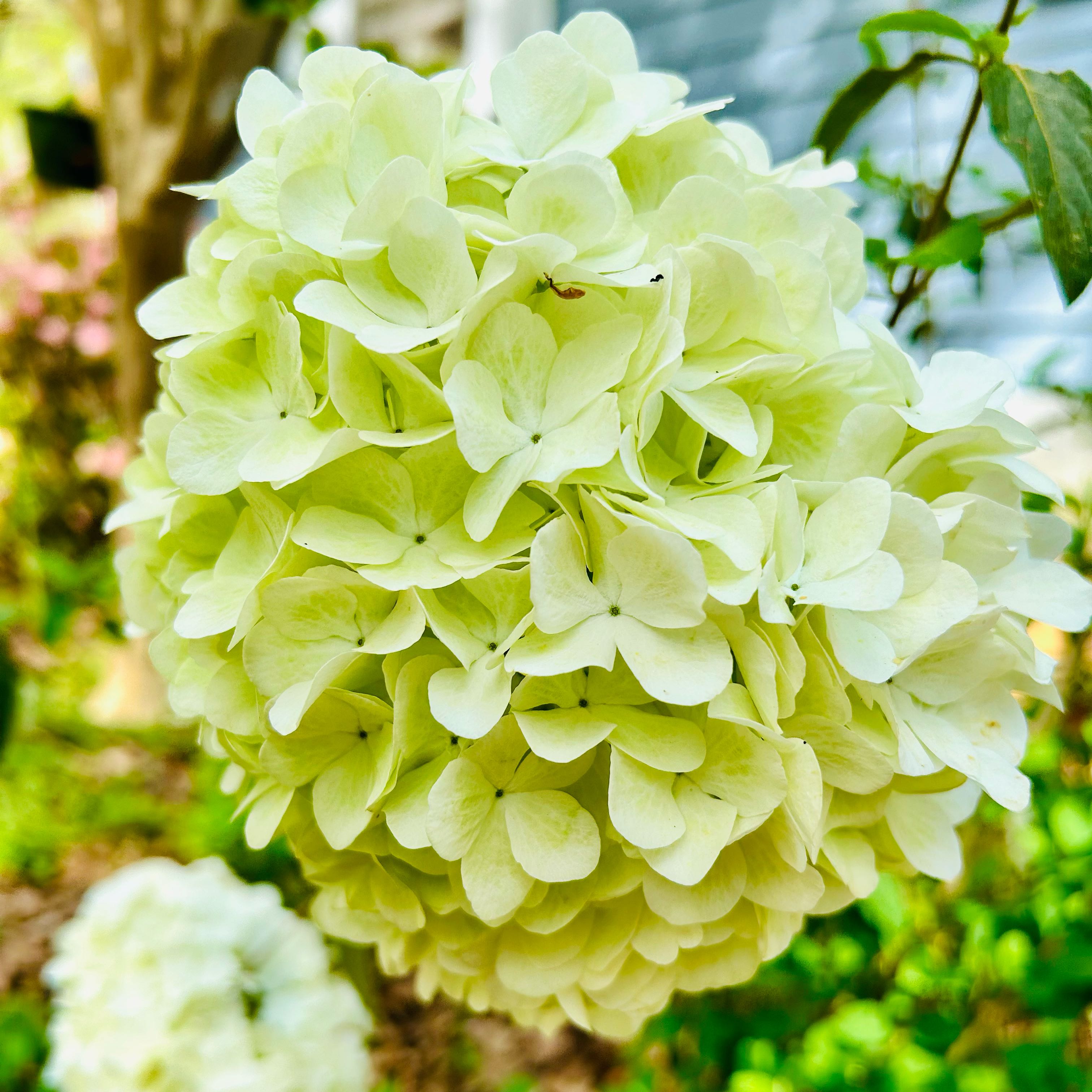 Photo of the plant species Chinese snowball viburnum by @WittyCatgrass65 named Rosa on Greg, the plant care app