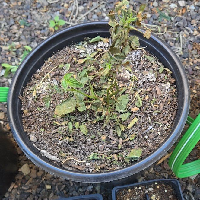 Photo of the plant species Thornless Blackberry by @TrueKanono85 named Doyle's on Greg, the plant care app
