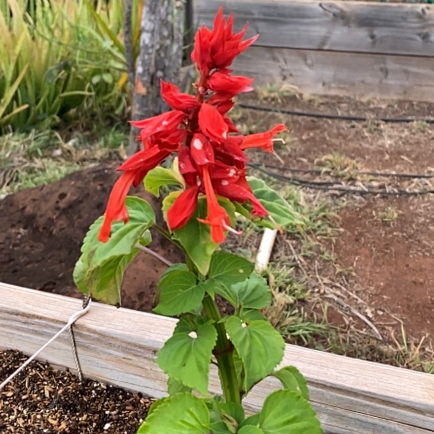 Photo of the plant species Bonfire Salvia by @NumberoneCentro named Sage on Greg, the plant care app
