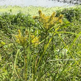 Photo of the plant species False Nutsedge by @MeekPigsqueak named Huckleberry Fern on Greg, the plant care app