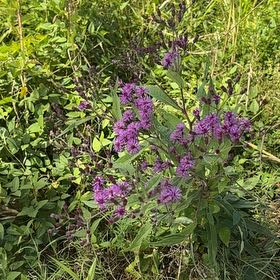 Photo of the plant species New York Ironweed by @MeekPigsqueak named Bigleef Smalls on Greg, the plant care app