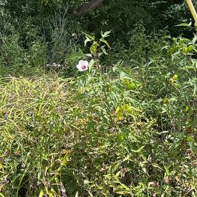 Photo of the plant species Bush Morning Glory by @MeekPigsqueak named Taylor Swift on Greg, the plant care app
