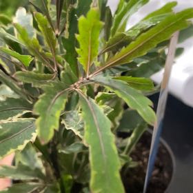 Photo of the plant species gold crest false aralia by @SmartCapeivy33 named Daphne on Greg, the plant care app