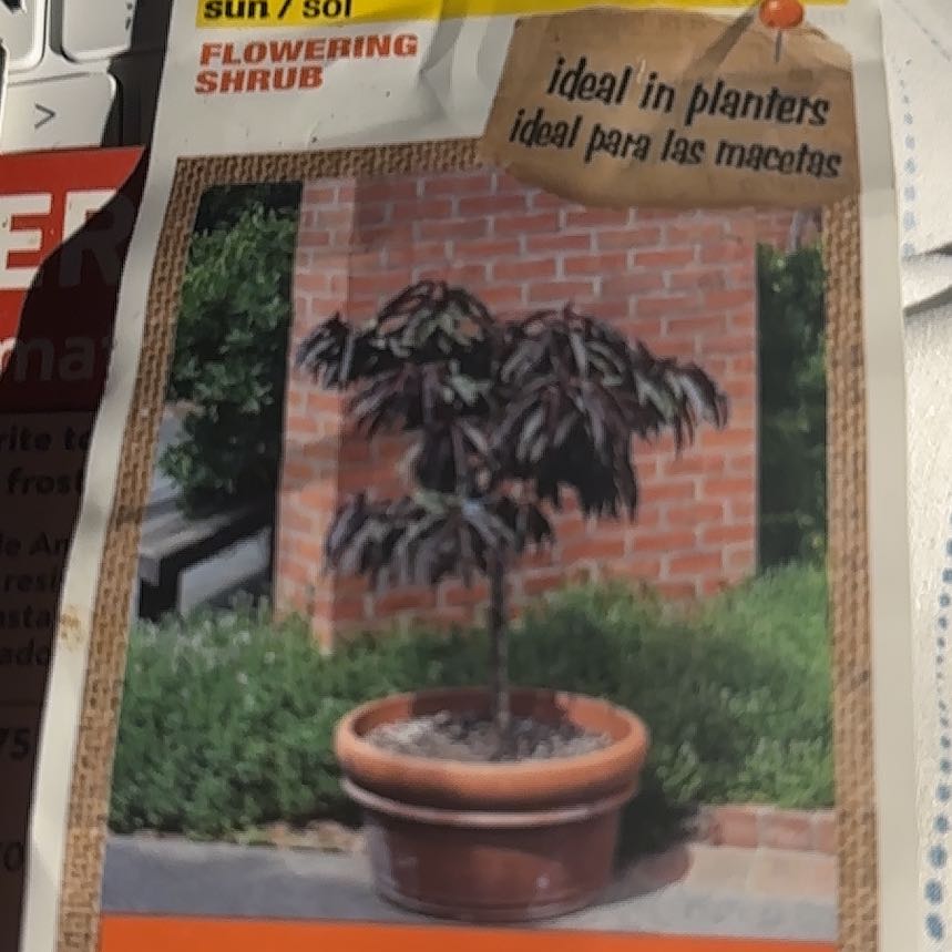 Photo of the plant species Fruitless Peach Tree by @ImitablePlanty named Pax on Greg, the plant care app