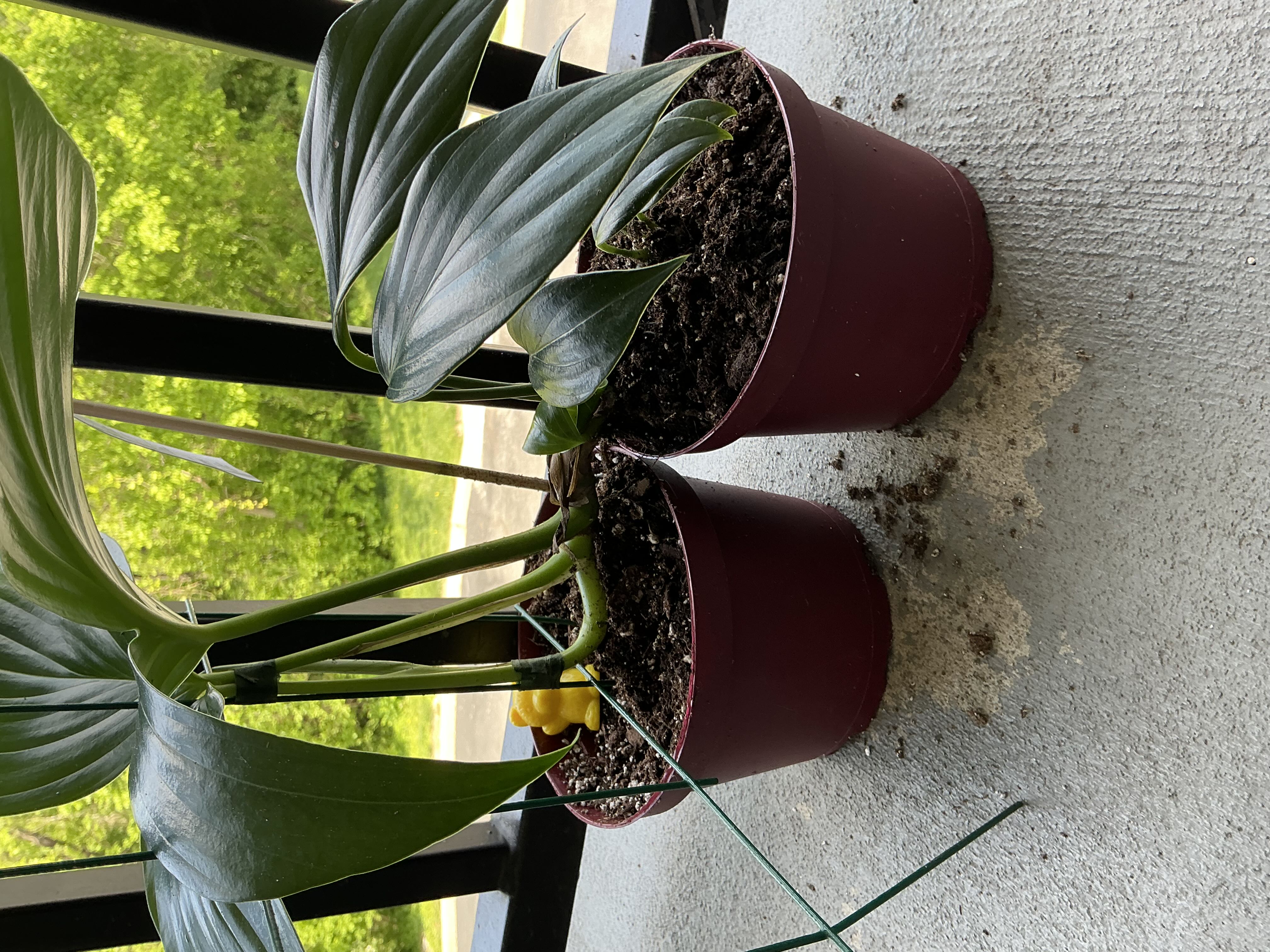 Photo from the post