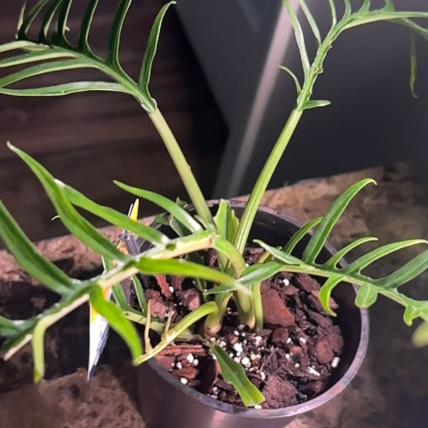 Photo of the plant species Philodendron tortum by @OneLifeHerbs named Cleo on Greg, the plant care app