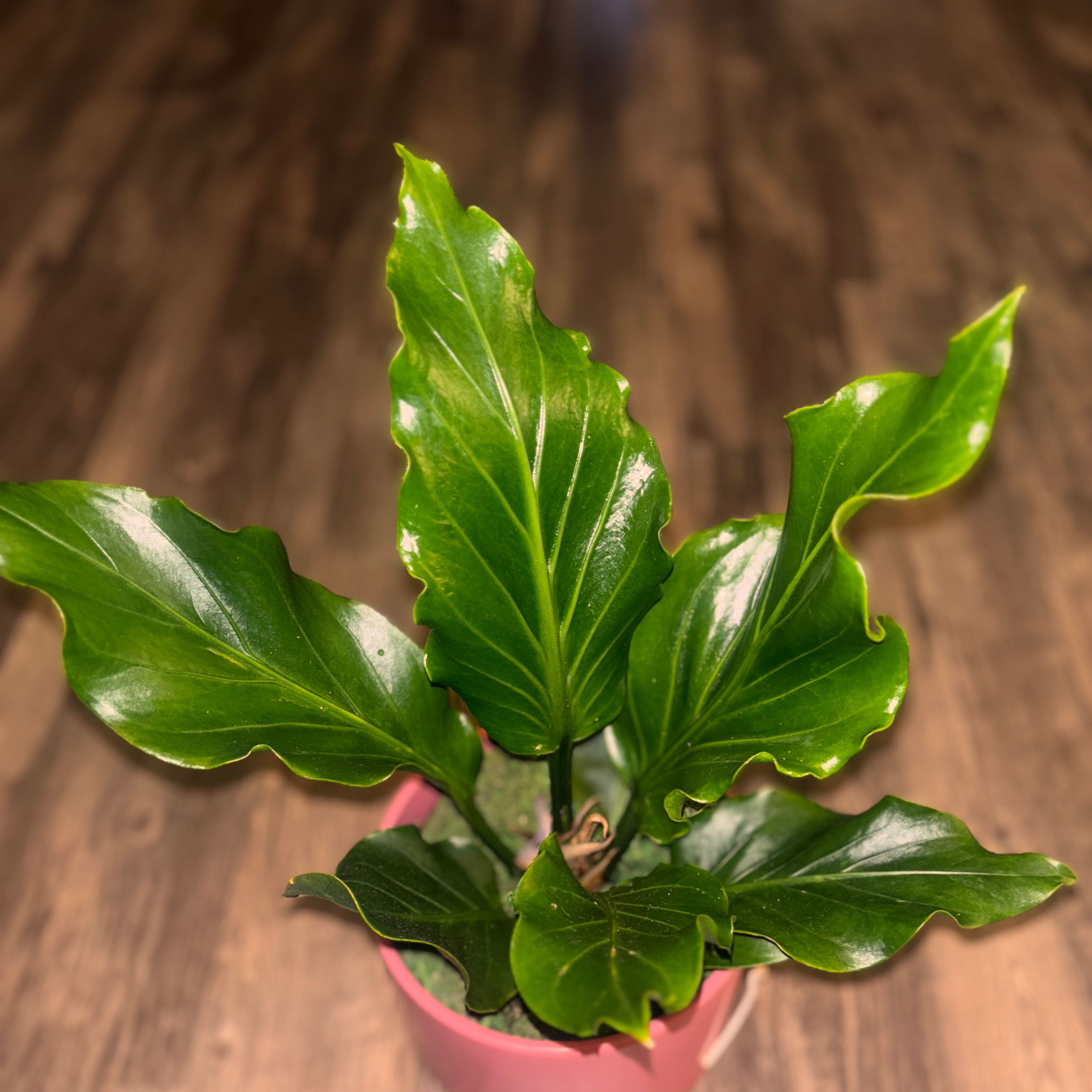 Photo of the plant species Anthurium Fruffles by @OneLifeHerbs named Eva on Greg, the plant care app