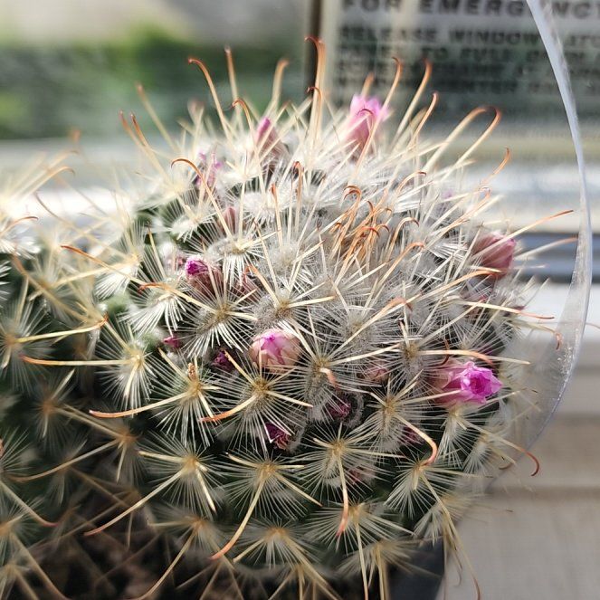 Plant care for feather cactus on Greg, the plant care app