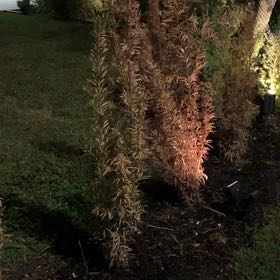 Photo of the plant species Podocarpus by @ForcefulTagetes named Austen on Greg, the plant care app