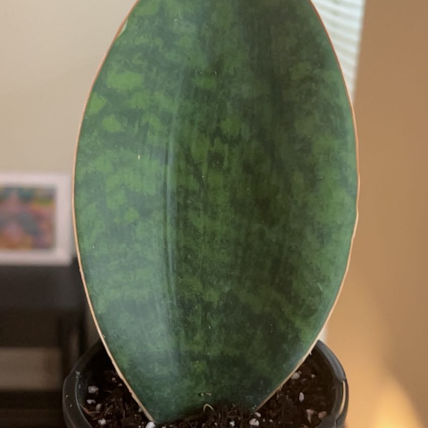 Photo of the plant species Whalefin Snake Plant by @ShineAuberi named Bigleef Smalls on Greg, the plant care app