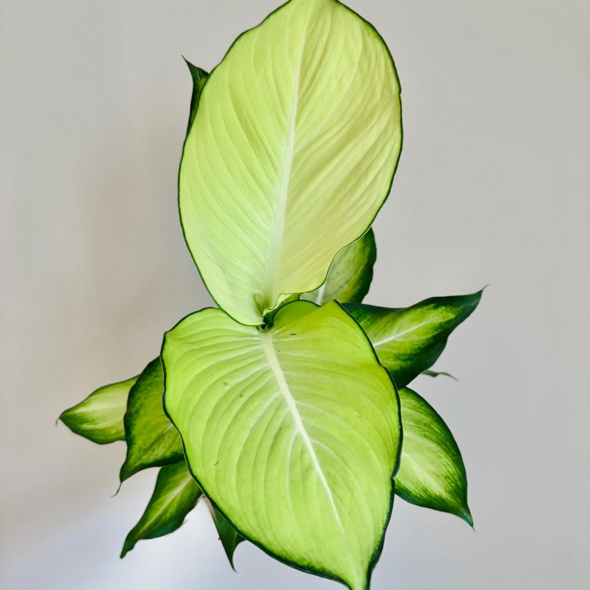 Photo of the plant species Dieffenbachia 'Tropic Marianne' by @ShineAuberi named Billie Jean on Greg, the plant care app