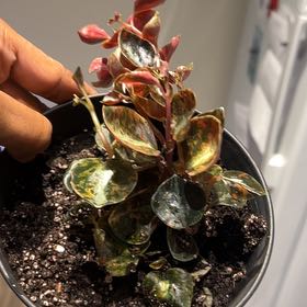 Photo of the plant species Peperomia caperata 'Creme Brulee' by @ShineAuberi named Blush on Greg, the plant care app