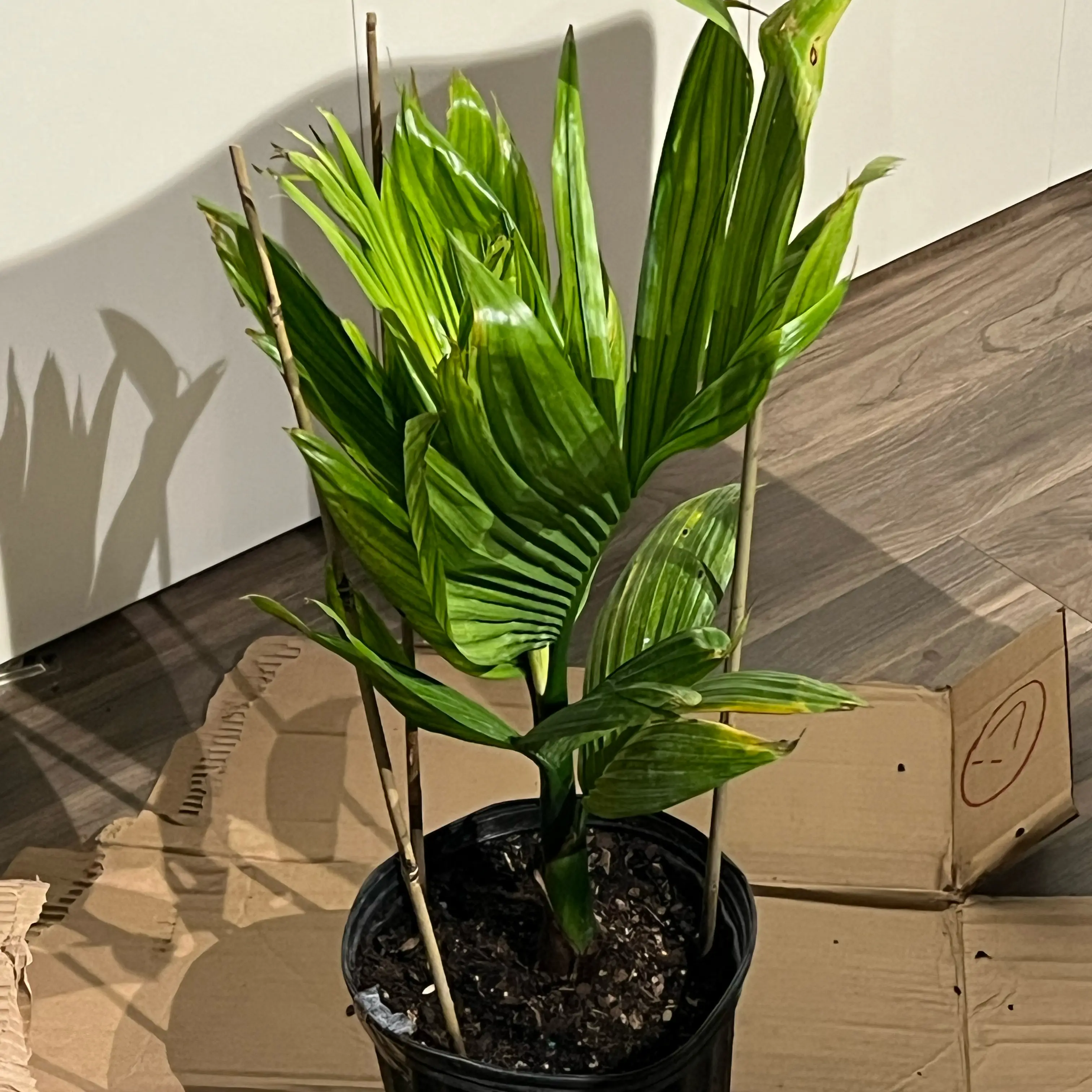 Photo of the plant species Betel Nut Palm by @ShineAuberi named The Beetle. on Greg, the plant care app