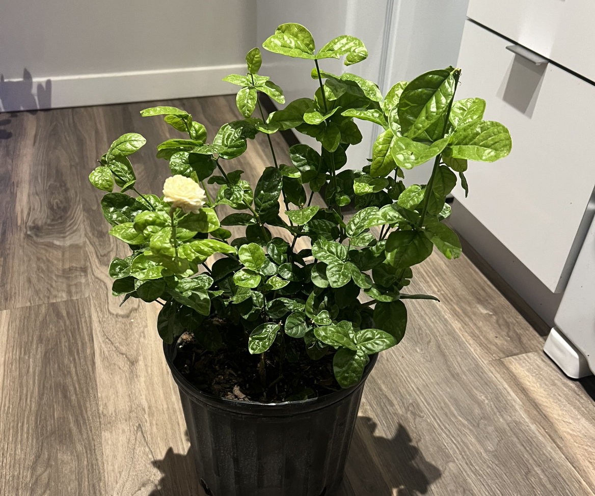 Photo of the plant species Jasmine 'Grand Duke' by @ShineAuberi named Orlando Bloom on Greg, the plant care app