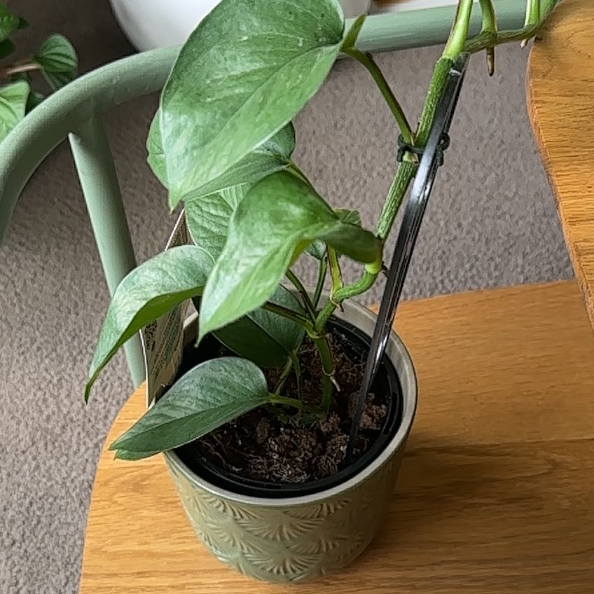 Photo of the plant species Green Dragon by @StudiousBonsai named Mando on Greg, the plant care app