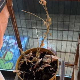 Photo of the plant species Ashwagandha by @TruePepper77 named Gomez on Greg, the plant care app