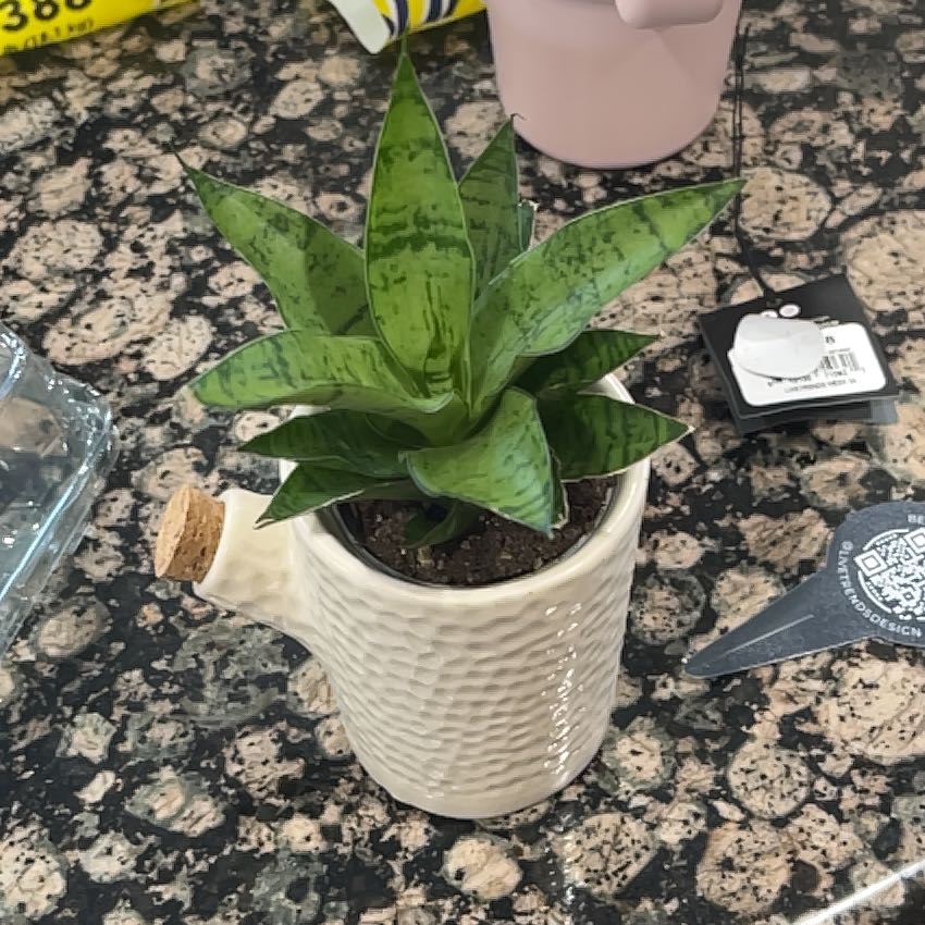 Photo of the plant species White Sansevieria by @LovelyKawaka36 named Apollo on Greg, the plant care app
