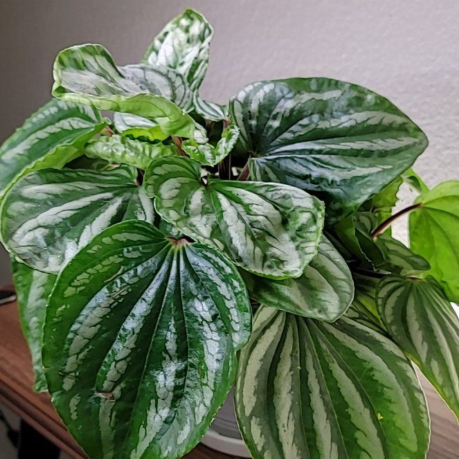 Photo of the plant species Peperomia Ecuador by @YokeLovevine79 named Mando on Greg, the plant care app