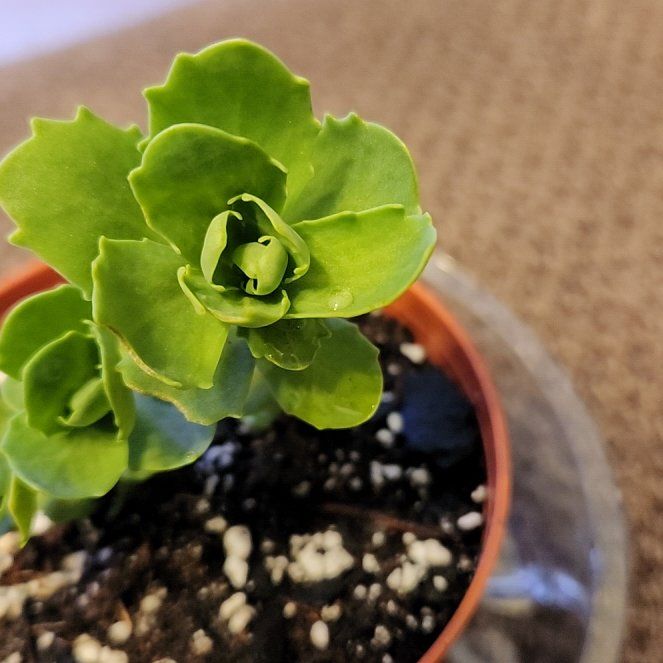 Photo of the plant species Live Forever Stonecrop by @ManlyFigopuntia named Gomez on Greg, the plant care app