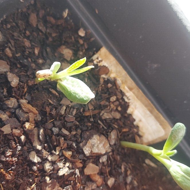 Photo of the plant species Globe Artichoke by @BusyPitchersage named James Dean on Greg, the plant care app