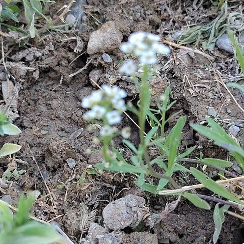 Photo of the plant species Sweet Alyssum by @BusyPitchersage named Scarlett on Greg, the plant care app
