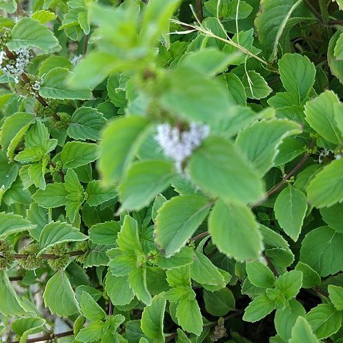 Photo of the plant species Mint by @BusyPitchersage named Zion on Greg, the plant care app