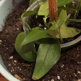 Photo of the plant species baltic blue pothos by @FitChilli46 named Blue on Greg, the plant care app