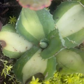 Photo of the plant species Marbled Agave by @GemTawa70 named Muhammad Ali on Greg, the plant care app