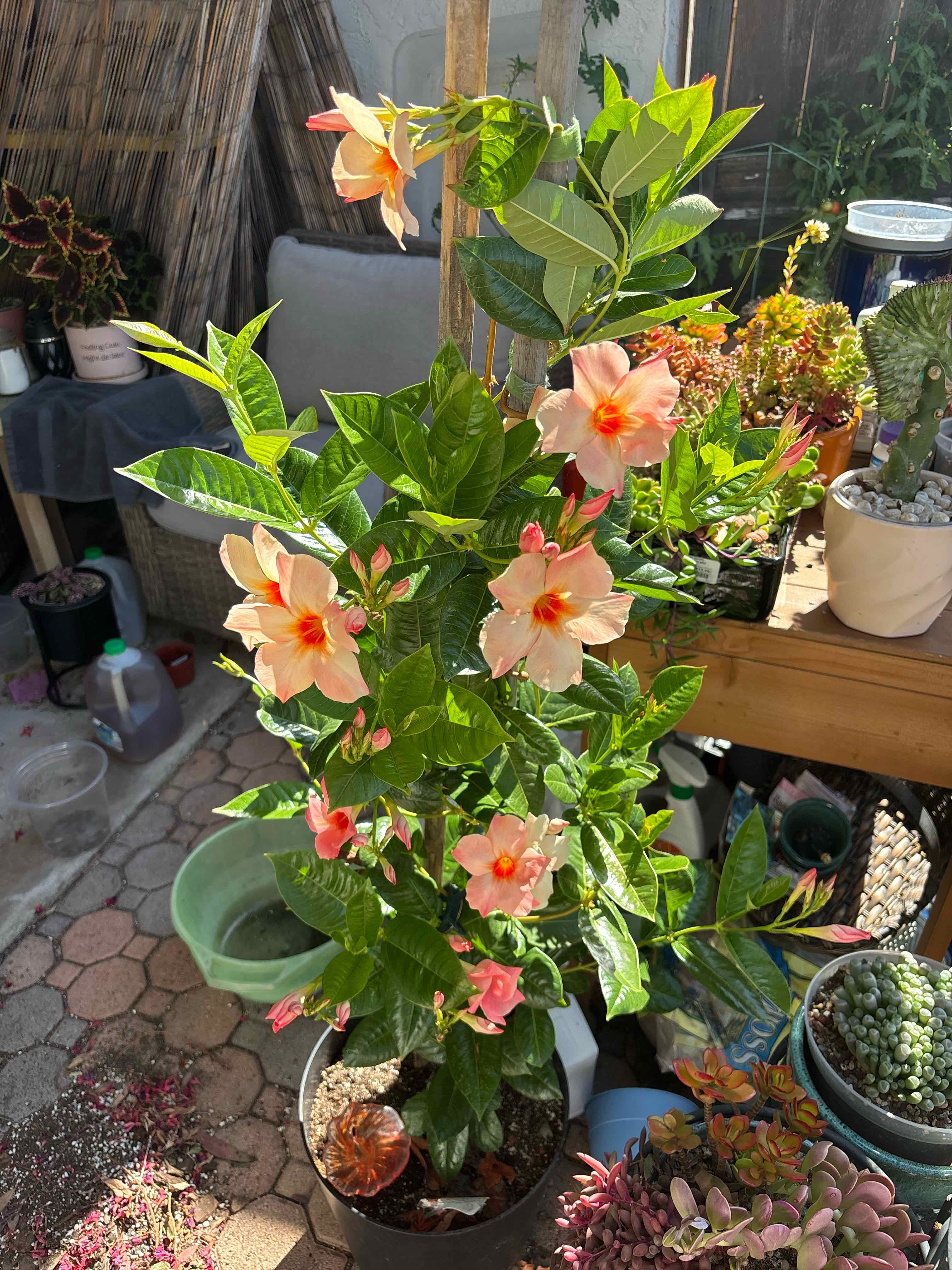 Photo of the plant species Sun Parasol Giant Peach Sunrise Dipladenia by @PetBibi1 named Harmony on Greg, the plant care app
