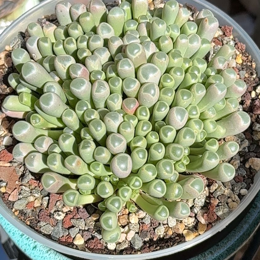 Photo of the plant species Baby Toes by @PetBibi1 named Planty on Greg, the plant care app