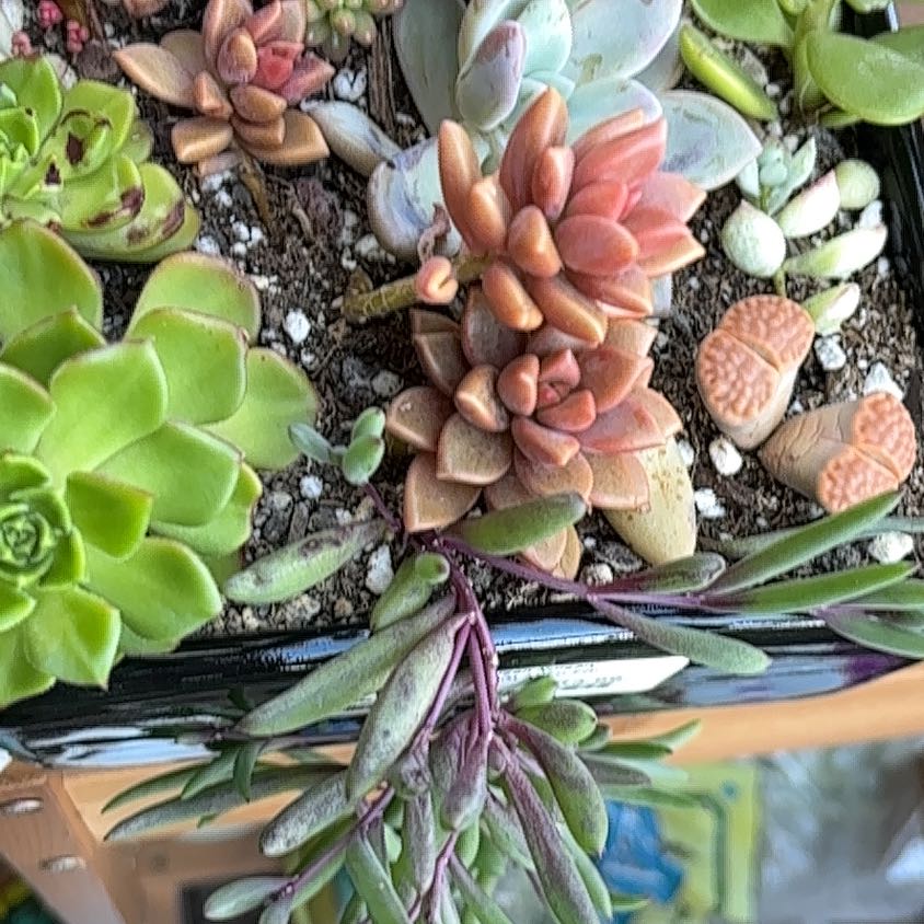 Photo of the plant species Spearleaf Stonecrop by @PetBibi1 named Ronaldo on Greg, the plant care app