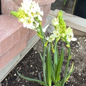Photo of the plant species Star of Bethlehem by @PetBibi1 named Aria on Greg, the plant care app