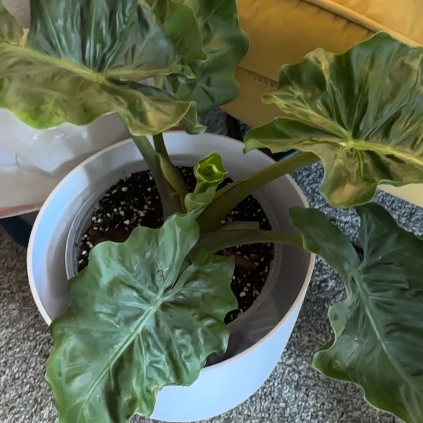 Photo of the plant species Low Rider by @PetBibi1 named Benny on Greg, the plant care app