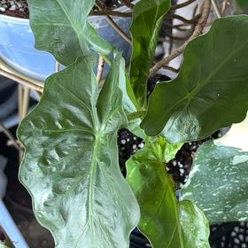 Photo of the plant species Low Rider by @PetBibi1 named The Jets on Greg, the plant care app