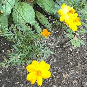 Photo of the plant species Sulphur Cosmos by @PetBibi1 named Cosmo on Greg, the plant care app