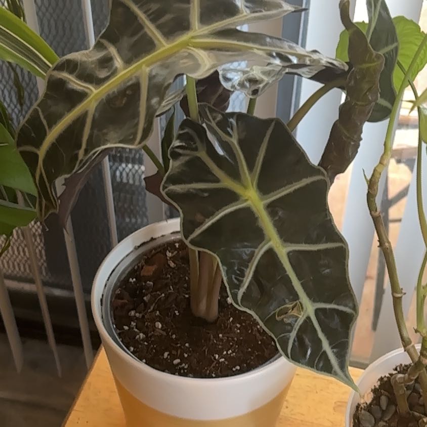 Photo of the plant species Alocasia by @PetBibi1 named Dumbo on Greg, the plant care app