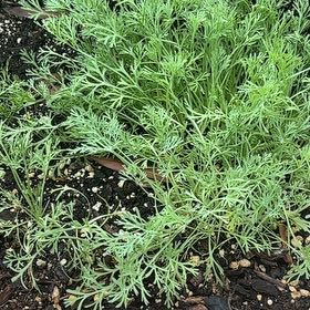 Photo of the plant species California Poppy by @PetBibi1 named Poppy on Greg, the plant care app