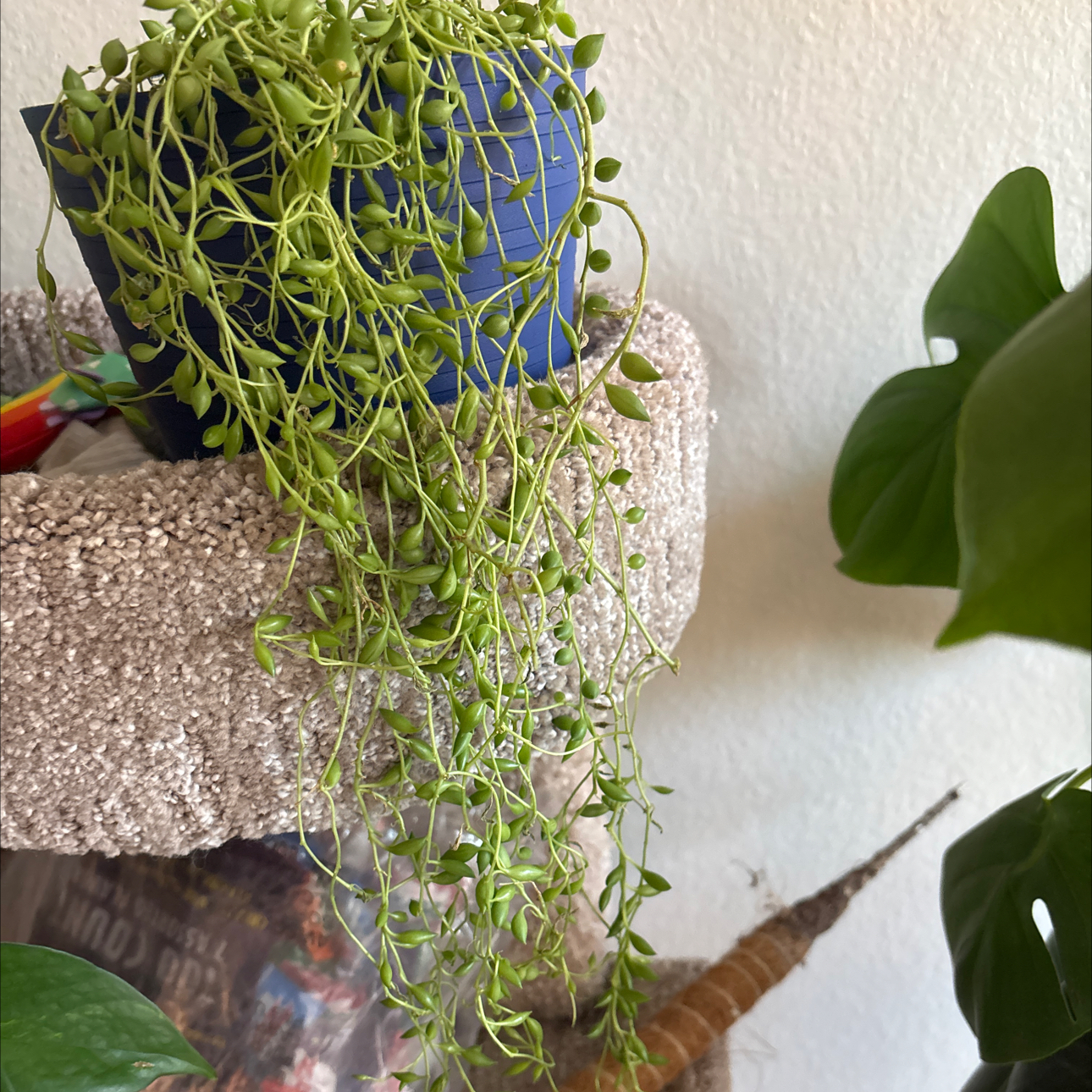 Captain Plant-it