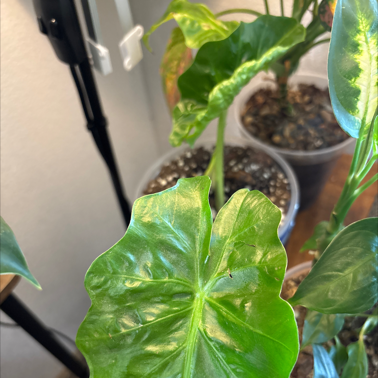 Photo of the plant species Low Rider by @PetBibi1 named The Jets on Greg, the plant care app